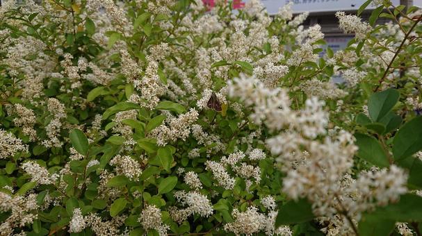 駅の植え込み 駅の植え込みの写真