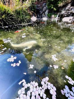 Photo, carp, cherry blossoms, pool, 