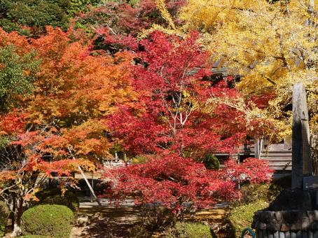 秋の色 兵庫県,三田市,花山院の写真素材