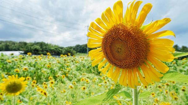 大輪のひまわり ひまわり,道の駅,向日葵の写真素材