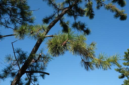 青空が背景の松の枝、松ぼっくり、松葉 松ぼっくり,青空,松の写真素材