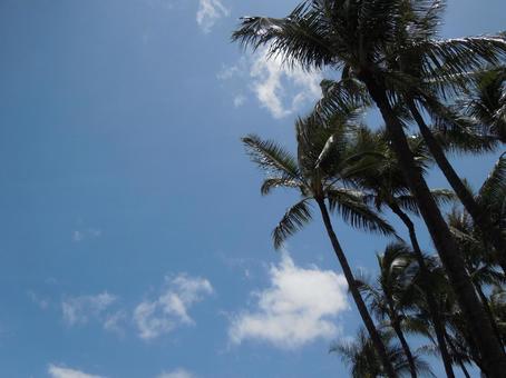 ヤシの木と青空 ヤシの木と青空 ヤシの木,青空,ハワイの写真素材