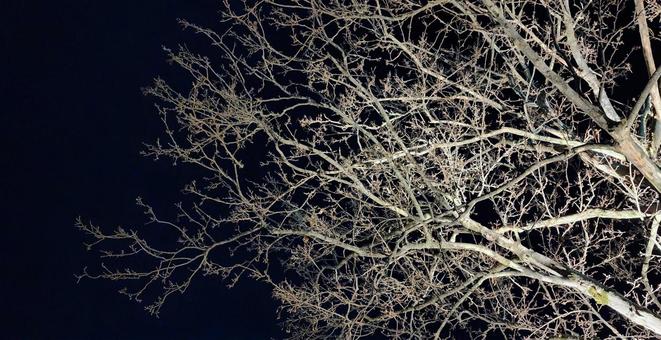 夜の樹 木,樹木,冬枯れの写真素材