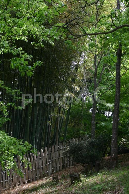 亀岡運動公園の竹林と新緑　京都府亀岡市 亀岡,竹,竹林の写真素材