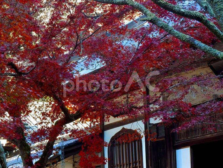 【紅葉写真】佛通寺の紅葉風景 紅葉,モミジ,もみじの写真素材