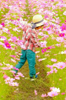 コスモス畑の男の子 コスモス,こすもす,花の写真素材