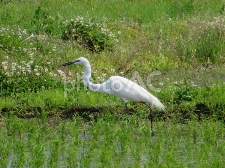 初夏の水田で採餌するコサギ コサギ,シラサギ,白鷺の写真素材