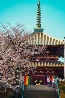 孝道山の五重塔と桜 孝道山の五重塔と桜 孝道山,横浜,神奈川区の写真素材