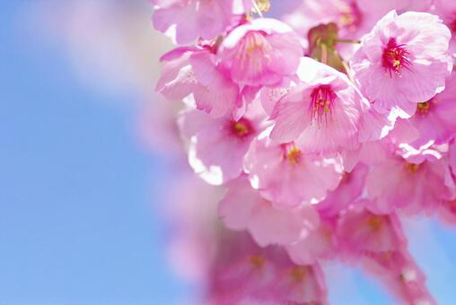 桜 桜,アップ,大きくの写真素材