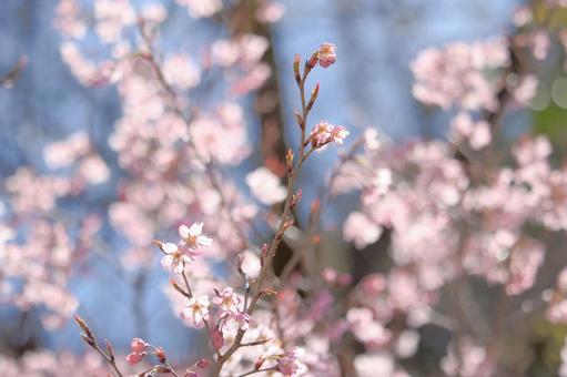 [素材] 桜の写真