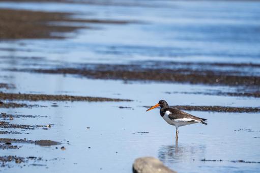 ミヤコドリ(21) ミヤコドリ(21)の写真