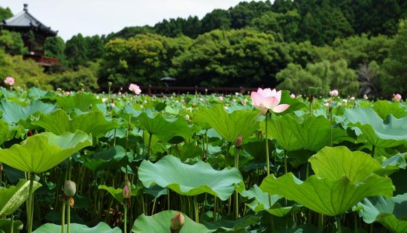 蓮の花　ハス　れんこん畑の写真