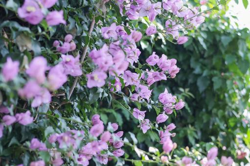 花 花の写真