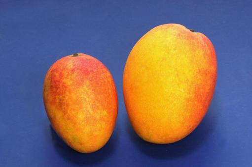 Photo, plant, fruit, fruits, 