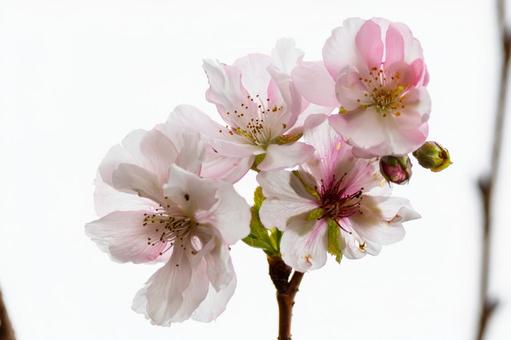 サクラ(34) サクラ(34) 花,サクラ,桜の写真素材