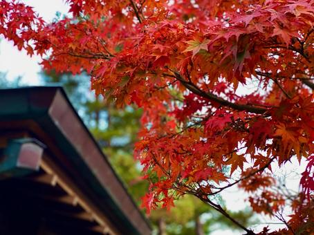 Maple, JPG