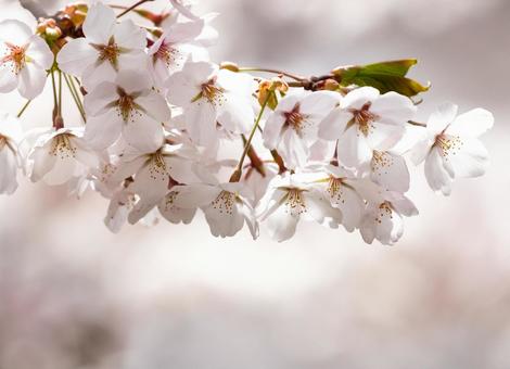 可憐な花、桜のアップ 可憐な花、桜のアップ 桜,クローズアップ,花びらの写真素材