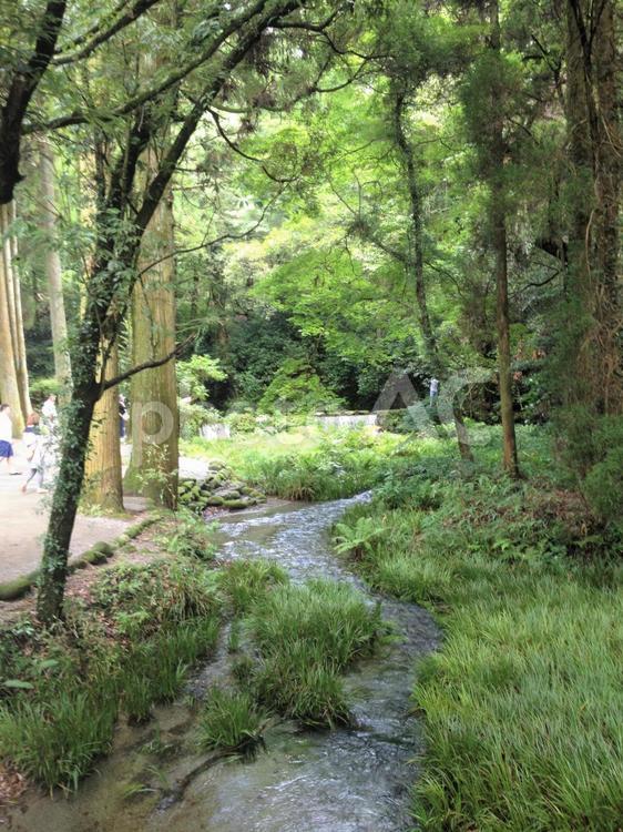 熊本県　白川水源 熊本県,南阿蘇,白川水源の写真素材