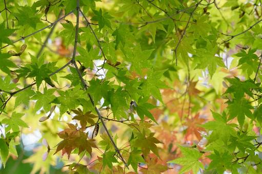 モミジの葉の写真