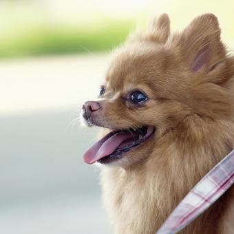 ポメラニアンの横顔 ポメラニアンの横顔 犬,ポメラニアン,ポメの写真素材