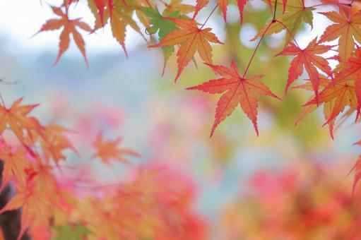 紅葉 秋素材 紅葉 秋素材 もみじ,秋,紅葉の写真素材