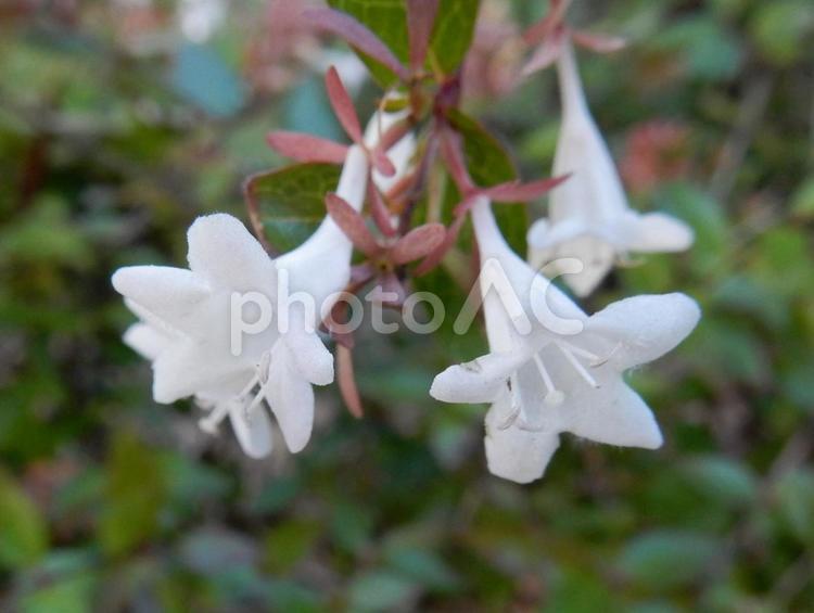 【花の写真】ハナゾノツクバネウツギ ハナゾノツクバネウツギ,アベリア,花園衝羽根空木の写真素材