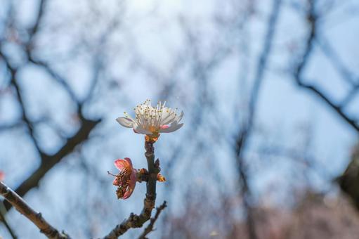 早春に咲く梅の花 早春に咲く梅の花の写真