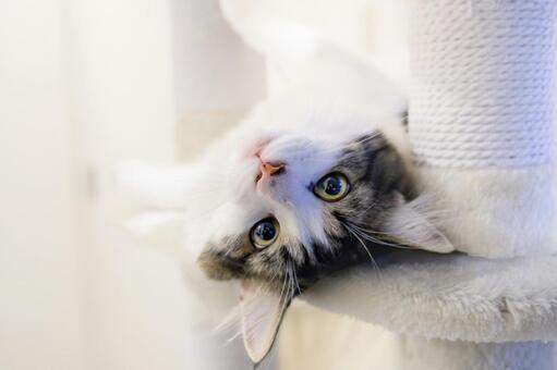 子猫 子猫,かわいい,癒しの写真素材