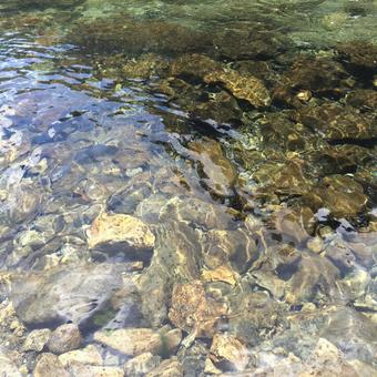 川底まで見渡せる、透き通った水 川底まで見渡せる、透き通った水 川,清流,渓流の写真素材