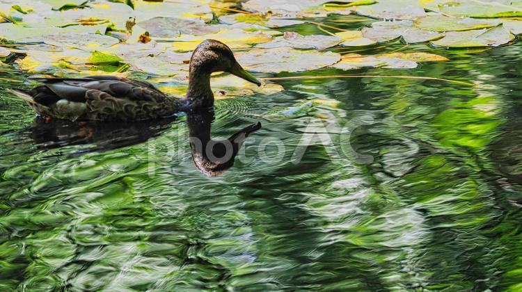 札幌市旧赤レンガ庁舎の池にいるマガモ 鴨,カモ,かもの写真素材