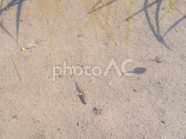 三匹のオタマジャクシ　二匹は足はえてる オタマジャクシ,両生類,水の写真素材