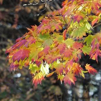 紅葉の季節 紅葉の季節の写真