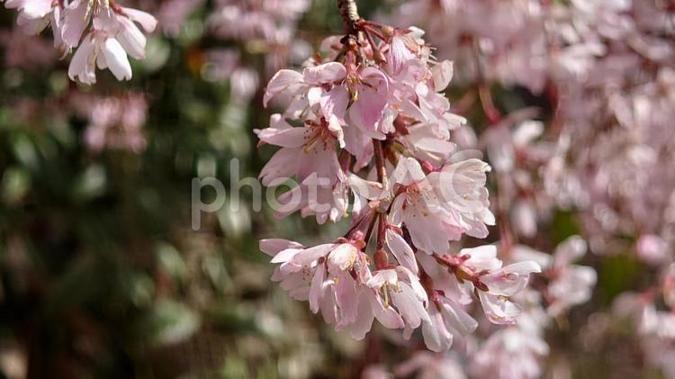 しだれ桜 弓弦羽神社,春,ピンクの写真素材
