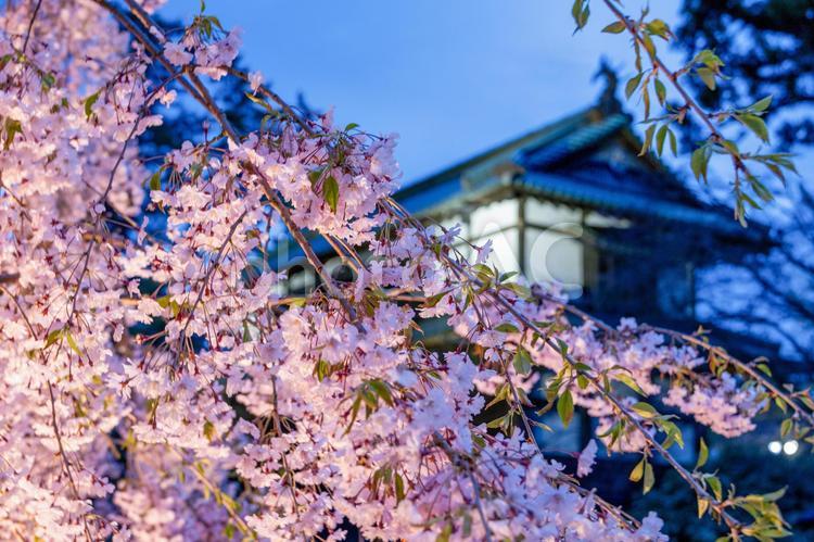 ライトアップされた桜と弘前城 ライトアップ,夜景,弘前城公園の写真素材