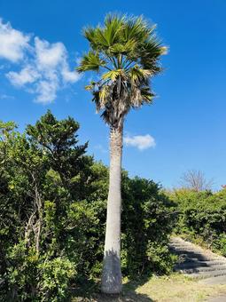 ヤシの木 木,海辺にある木,大きな木の写真素材