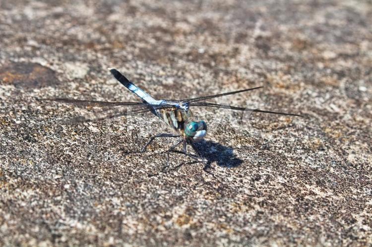 シオカラトンボ シオカラトンボ,虫・昆虫,生き物の写真素材
