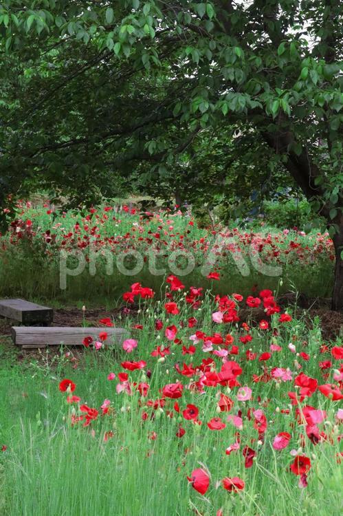 春の公園のイメージ 公園,春,自然の写真素材