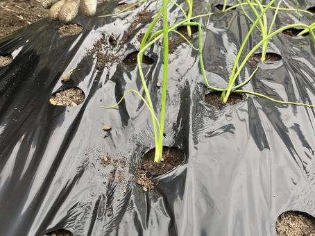 玉ねぎの苗植え 玉ねぎ,苗,植えるの写真素材