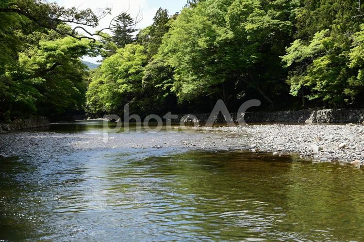 清流と新緑 川,清流,新緑の写真素材