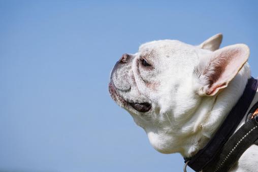 フレンチブルドッグのポートレート 犬,フレンチブルドッグ,小型犬の写真素材