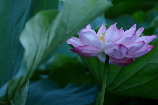 神聖な花 神聖な花 ハス,花,ハス科の植物の写真素材