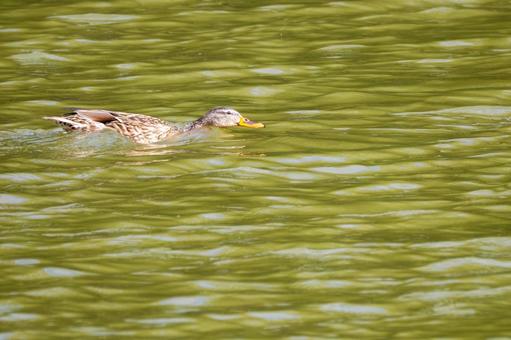 マガモ⑻の写真