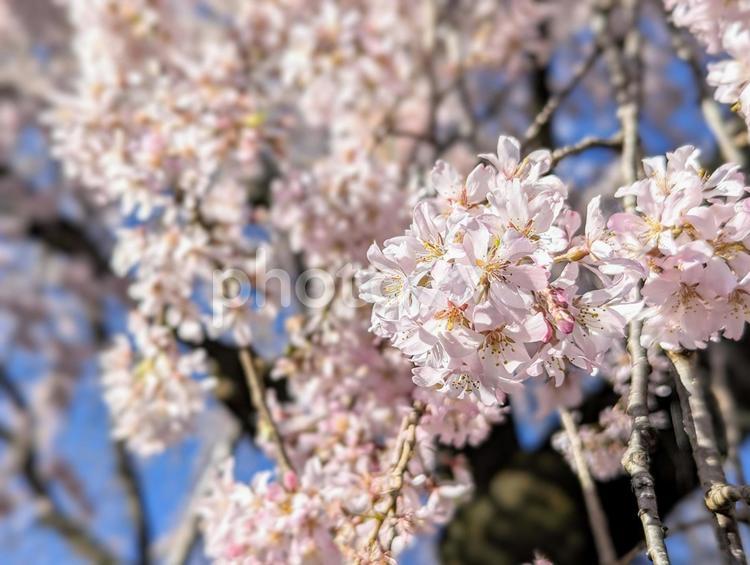 身延町のしだれ桜 植物,桜,さくらの写真素材