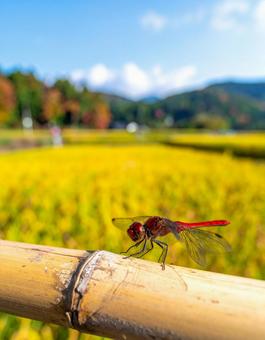 赤とんぼ・背景は刈り入れ前の稲穂 赤とんぼ・背景は刈り入れ前の稲穂の写真