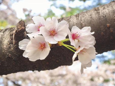 桜3の写真