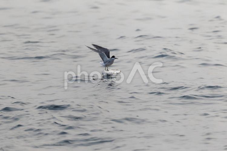 コシジロアジサシ コシジロアジサシ,野鳥,珍鳥の写真素材