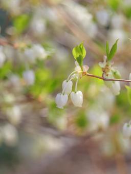 Enkianthus campanulatus, JPG Enkianthus campanulatus, JPG