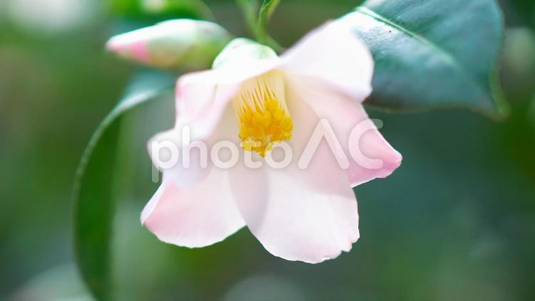 百合が原公園のお花畑 ツバキ,アップ,公園の写真素材