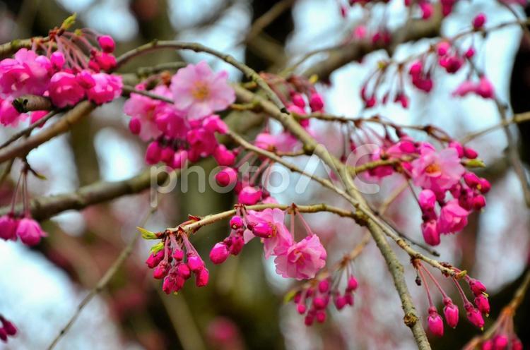 桜と蕾 枝垂桜,ピンク,サクラの写真素材