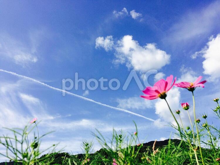 秋桜と飛行機雲 コスモス,フィールド,何人もありませんの写真素材